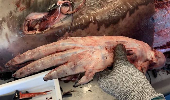 A person wearing a glove holds a severed, fleshy hand-like appendage next to a butchered animal carcass