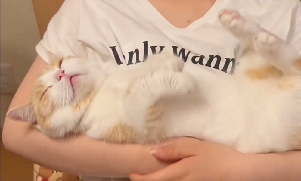 飼い主さんの腕の中で目を閉じるぽんずくん