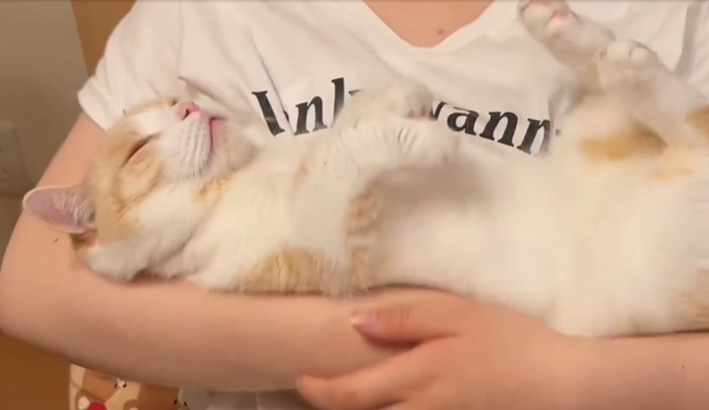 飼い主さんの腕の中で仰向けになって眠るぽんずくん