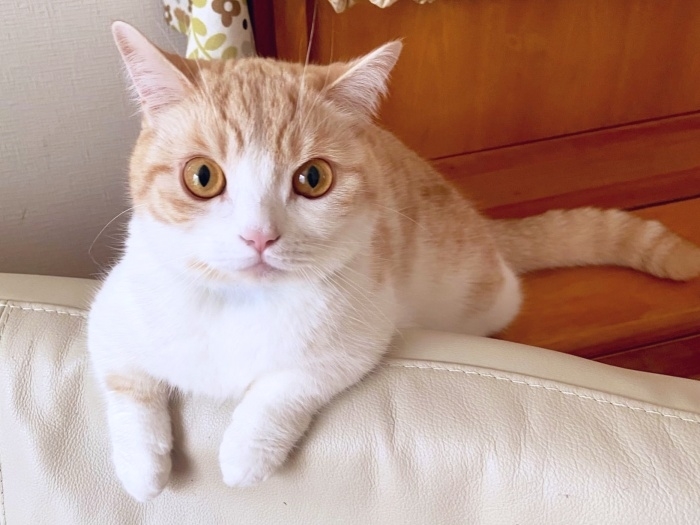 ソファに前足をかけてこちらを見つめるぽんずくん