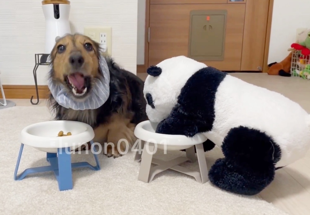 ぬいぐるみと仲良くごはんを食べるるのんくん