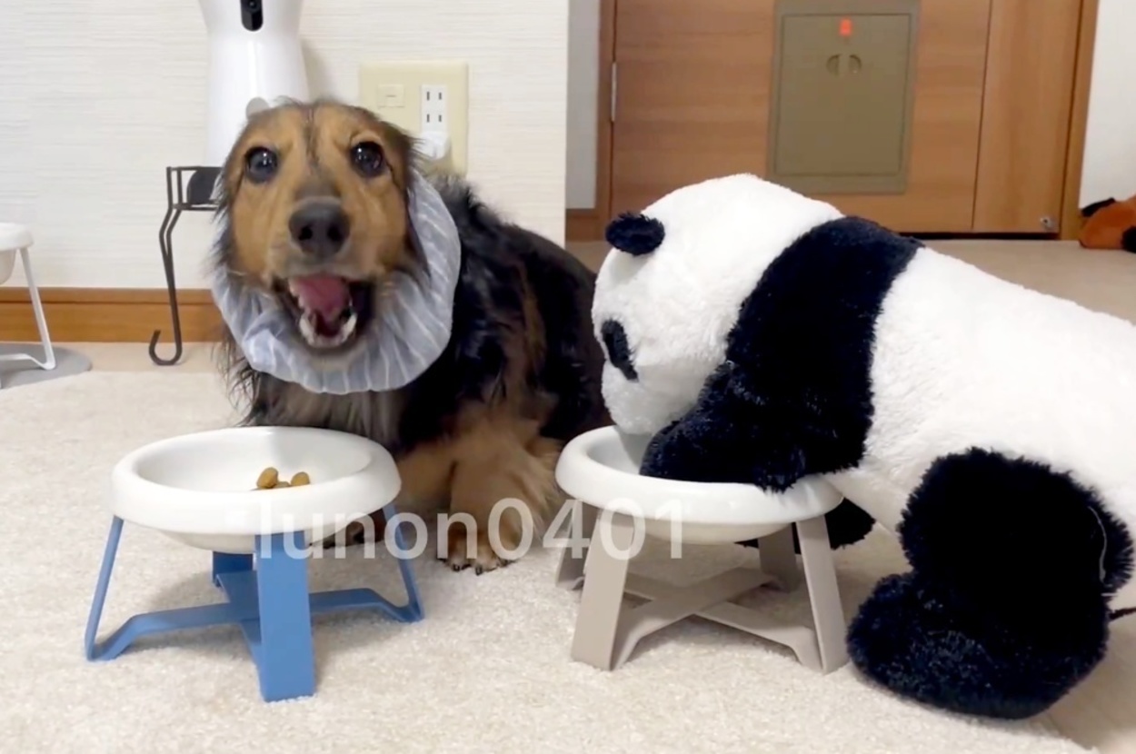 ぬいぐるみと一緒にごはんを食べるるのんくん