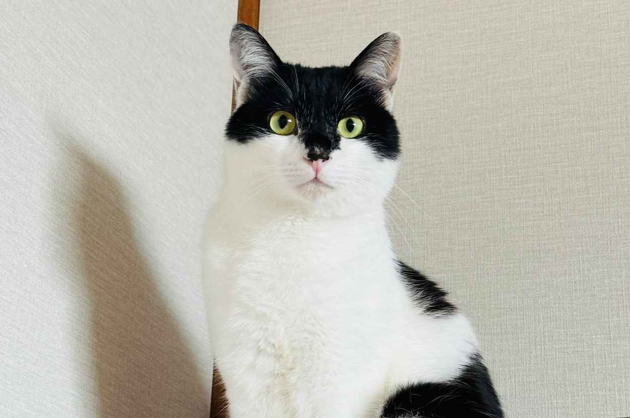 バットニャン / うるふさんのXより