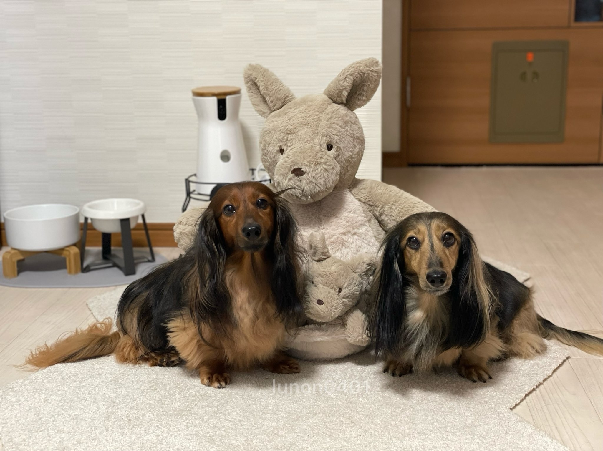 ぬいぐるみと一緒に写真を撮るかるむくん(左)とるのんくん(右)