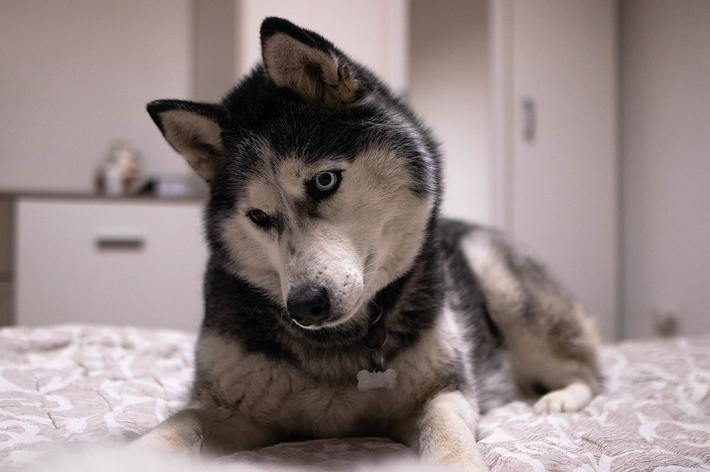 ベッドに横たわるハスキー犬。