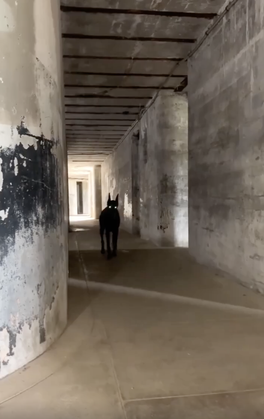 A black dog stands alone in a long, empty concrete hallway with peeling paint on the walls