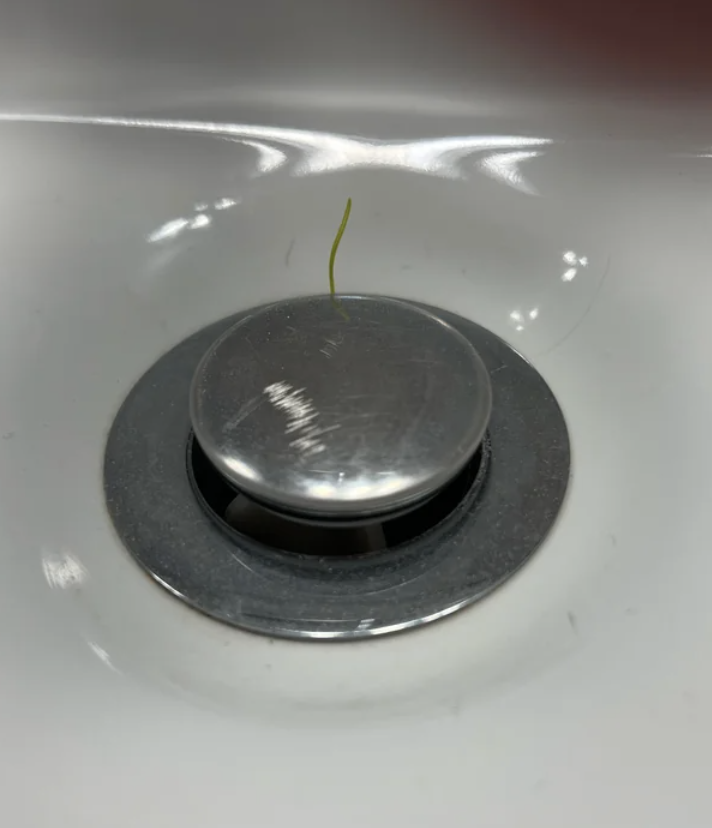 A single green sprout growing through a metallic drain cover in a white sink