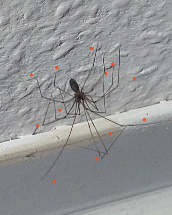 A spider on a wall with orange dots added to its legs, likely to highlight specific points