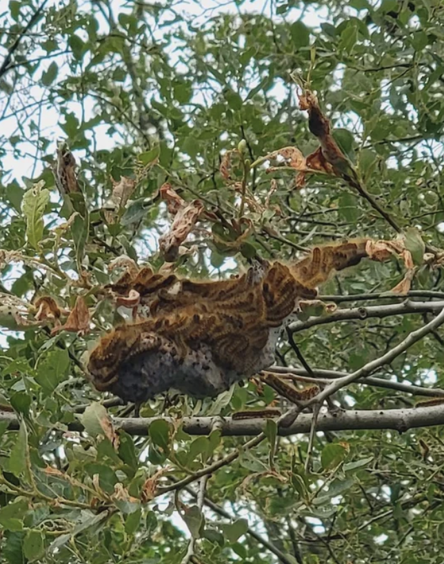 A leafy branch with a large, camouflaged moth blending into its surroundings