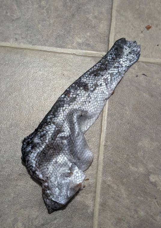 A fish skin is shed and lies on the tiled floor. The textured skin shows detailed scale patterns