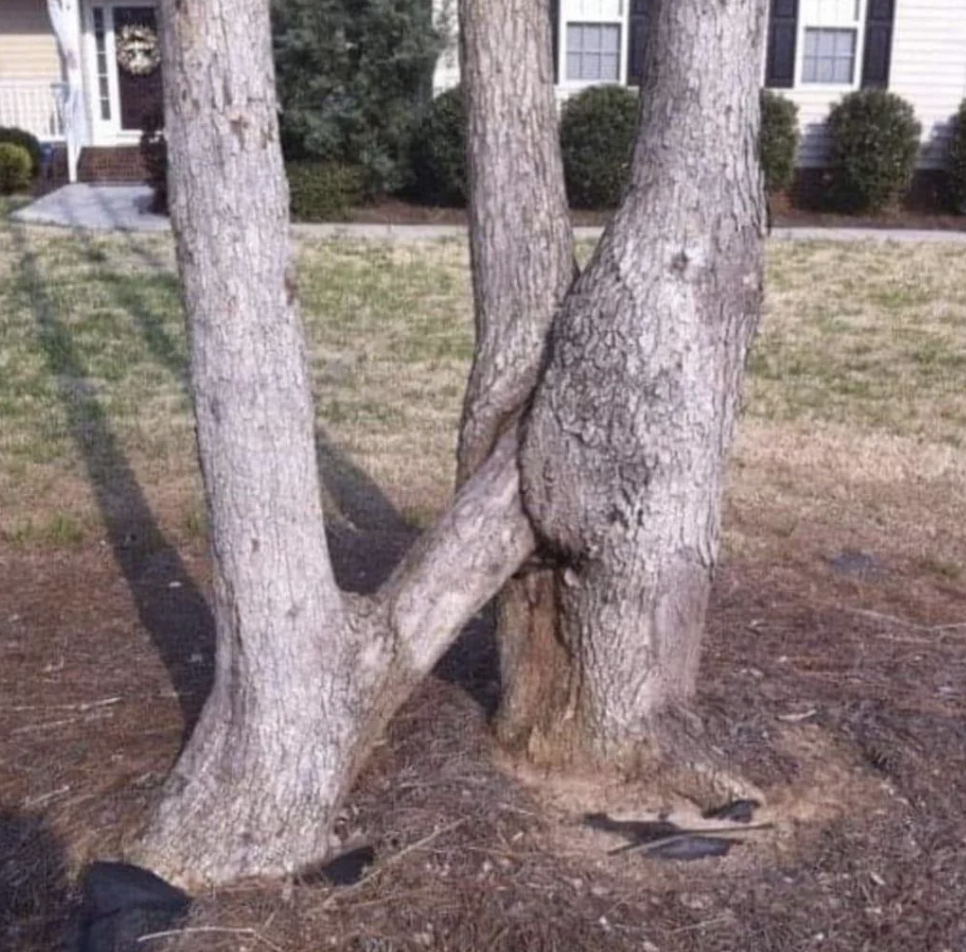 Three tree trunks merging together at their bases, with two trunks appearing to intertwine around each other. A house is visible in the background