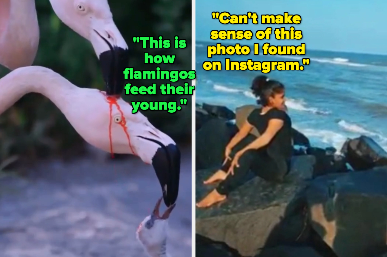 On the left, flamingos feed their young. On the right, a person sits on rocks by the sea with the caption, "Can't make sense of this photo I found on Instagram."