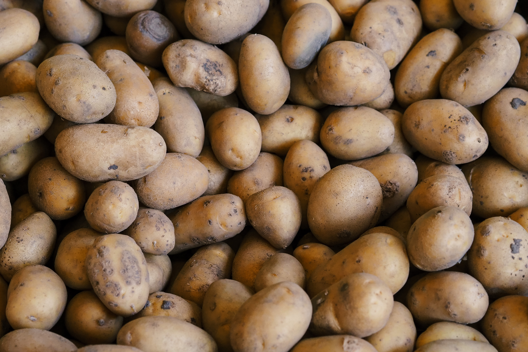 A large pile of unwashed potatoes scattered together