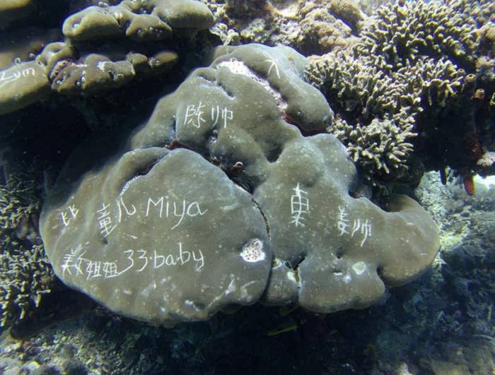 Engraved coral underwater with graffiti text in various languages, including "Miya" and "33baby."
