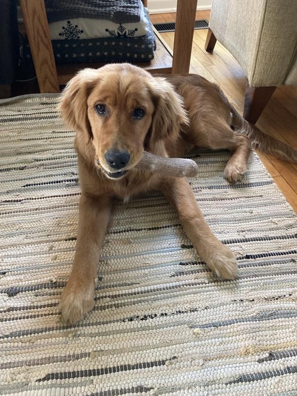 A young Golden Retriever puppy sits on a rug while holding a chew toy in its mouth