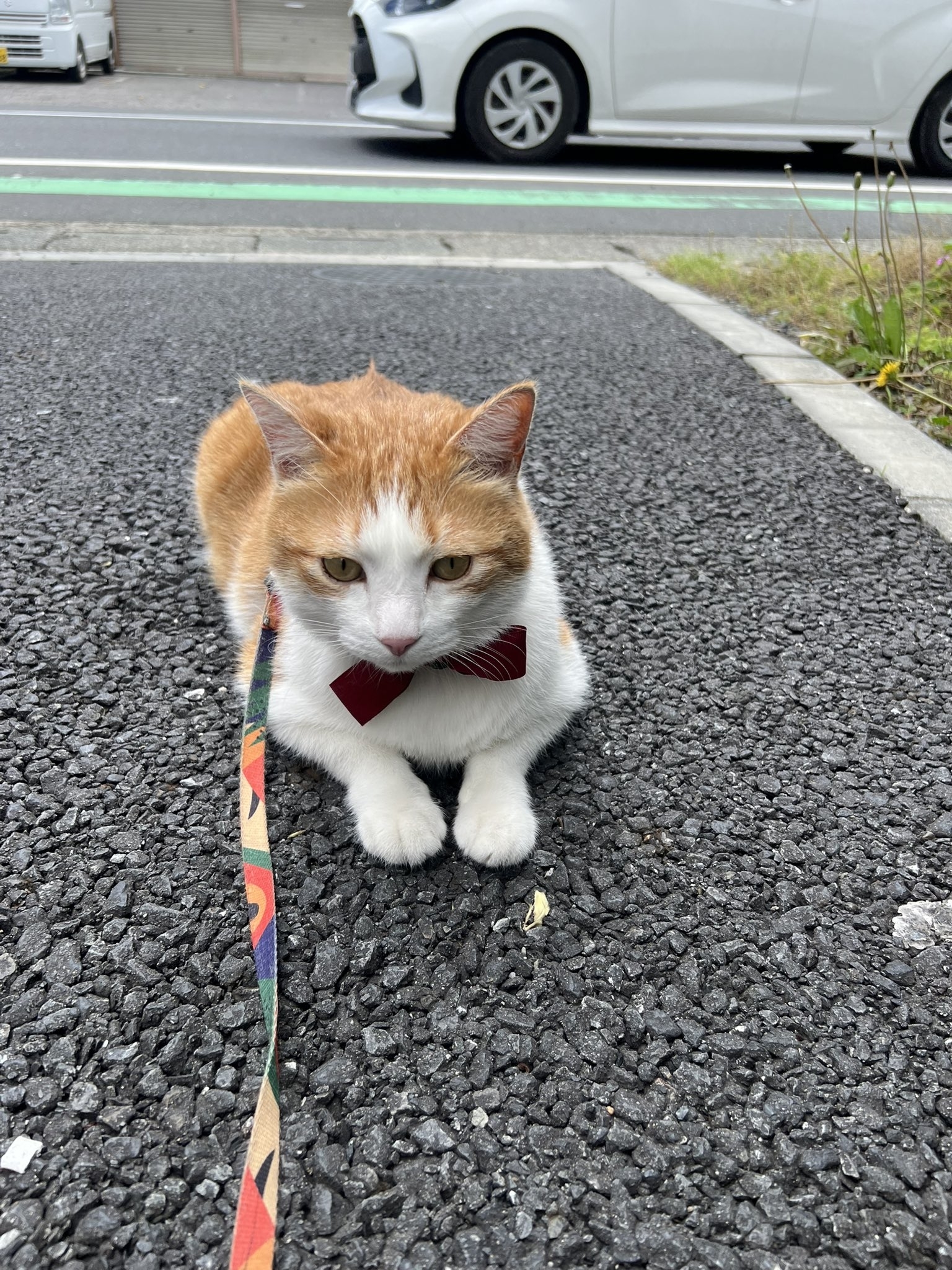 お散歩中のペタ君（下段） / そば処大むらさんのXより