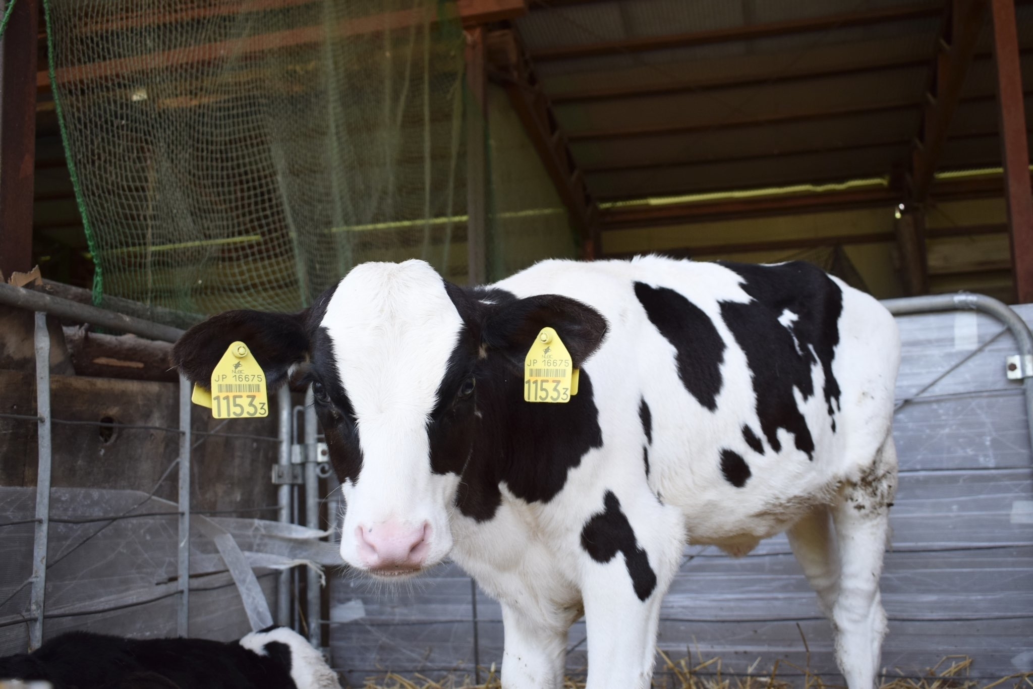 こちらを見つめる作画が少女漫画な子牛