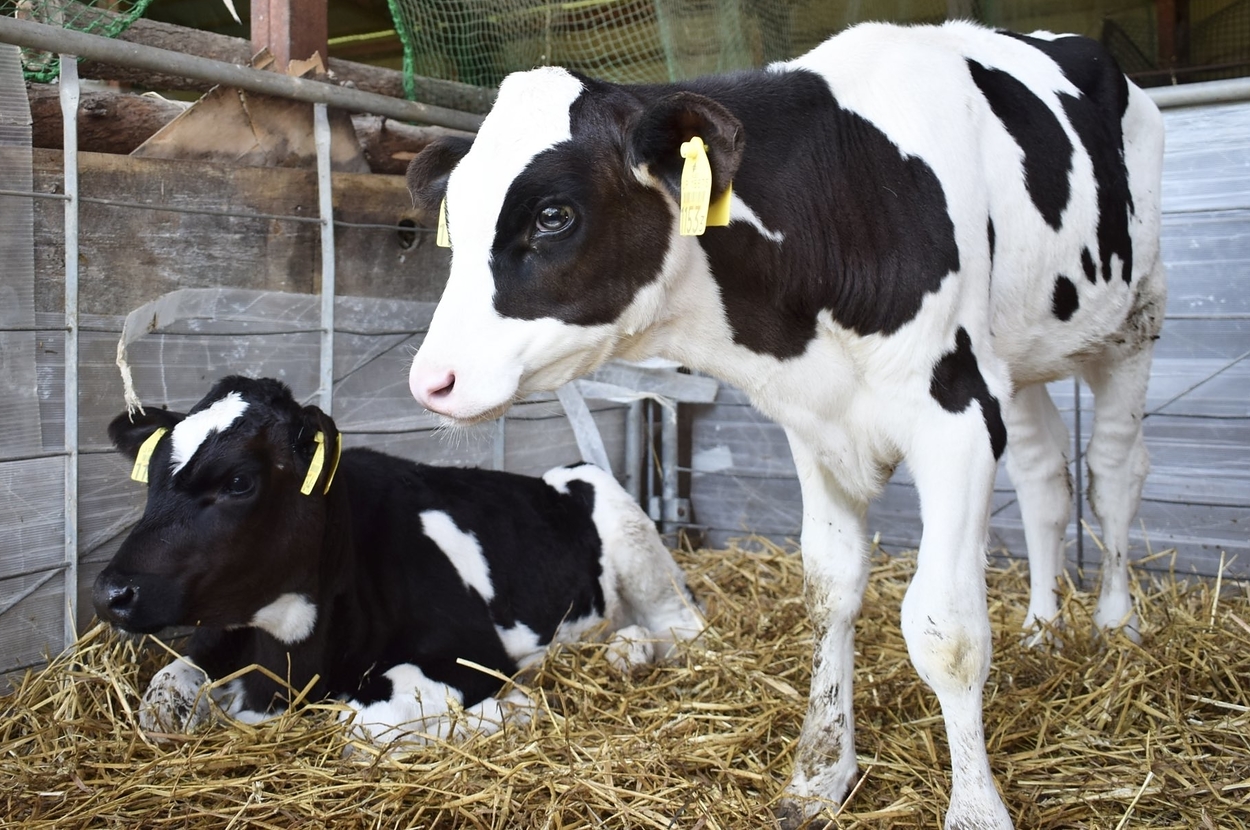 作画が少女漫画な子牛と同居の子牛