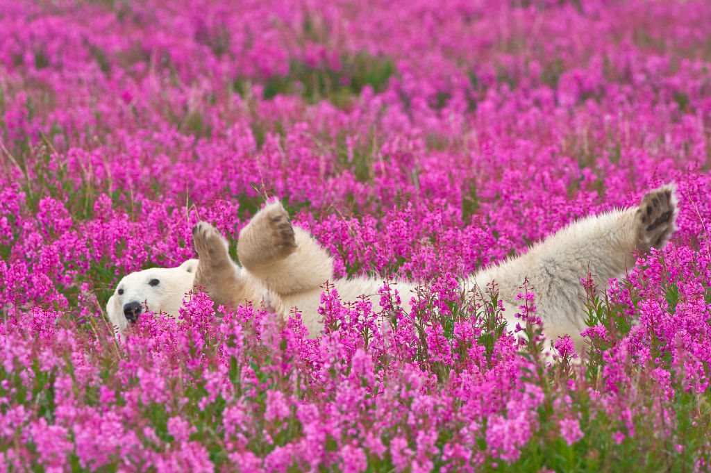 A polar bear lies on its back, playfully rolling in a vibrant field of pink flowers, set against a green backdrop. This scene is reminiscent of natural beauty and serenity