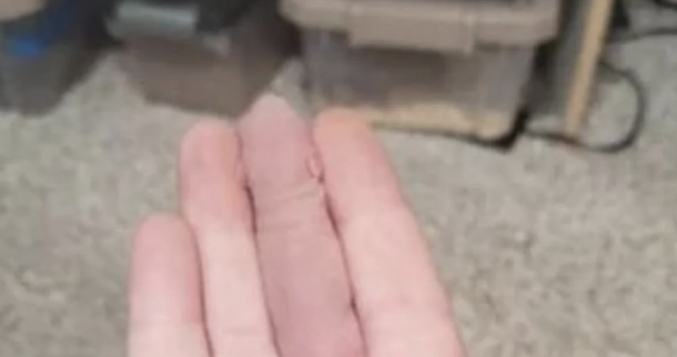 An individual's hand gently holds a tiny, pink, newborn rodent with closed eyes in the palm