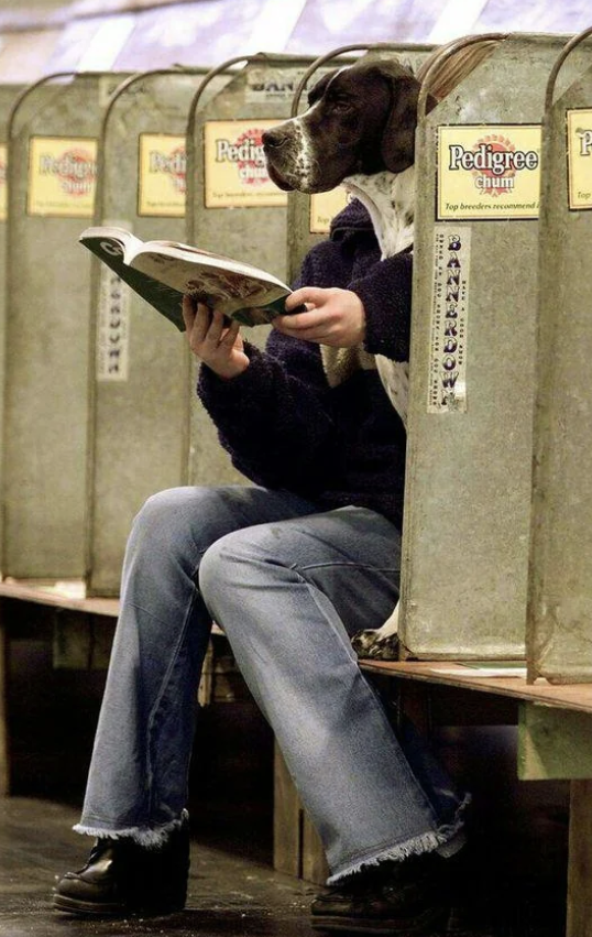 A person with a Great Dane in their lap sits on a bench, reading a book together. Behind them are Pedigree Chum s