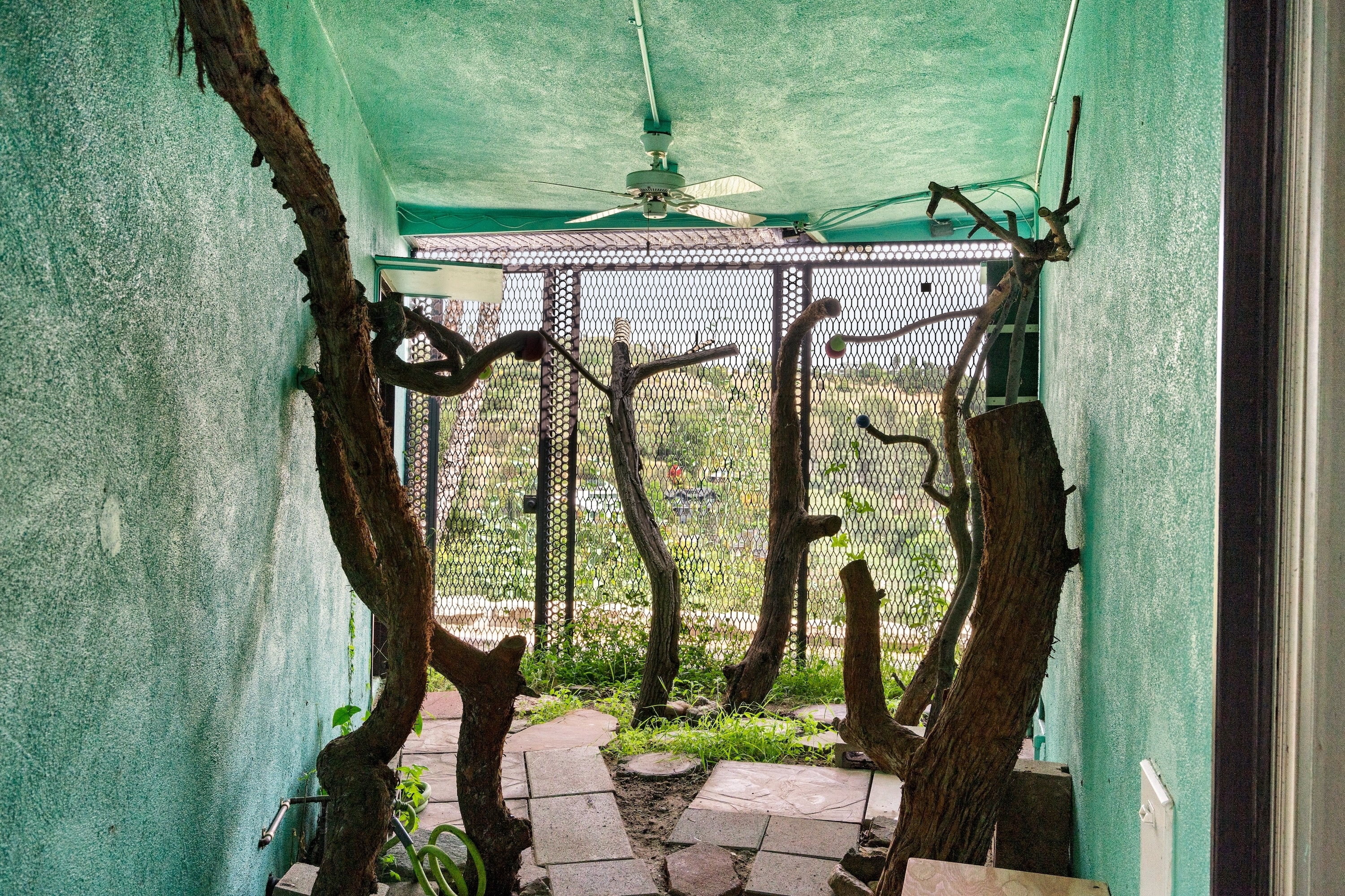 Indoor enclosure with tree branches, wire mesh, and greenery, appearing to be a habitat for animals. No celebrities are in the image