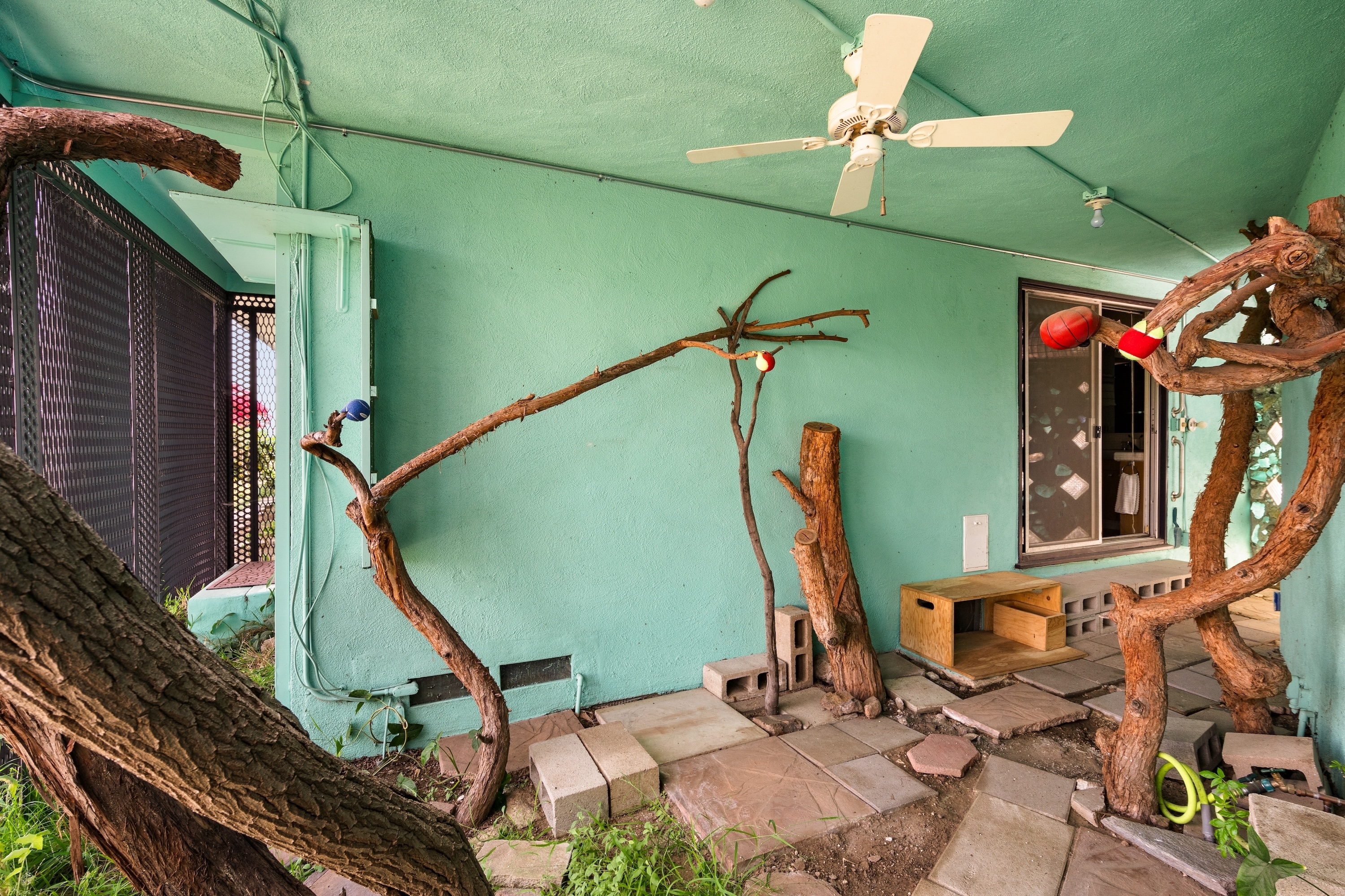 A room with light walls and various tree branches and logs set up as a large bird perch or play area. Ceiling fan and some bird toys are visible