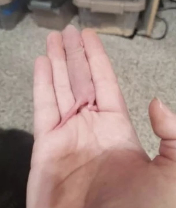 A small, pink newborn rodent is cradled in the person's open palm, appearing delicate and tiny