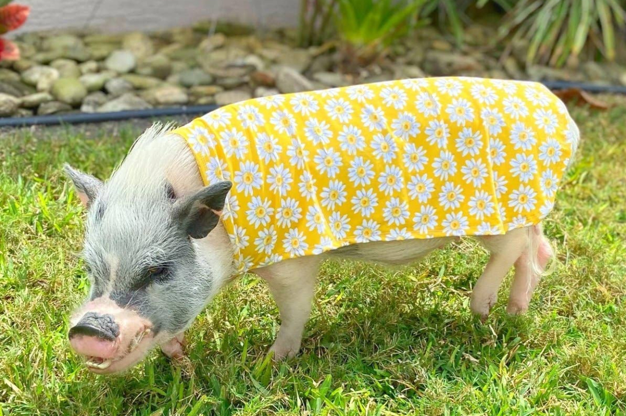 A pig wears a daisy-patterned outfit while standing on grass next to a stone-lined garden bed