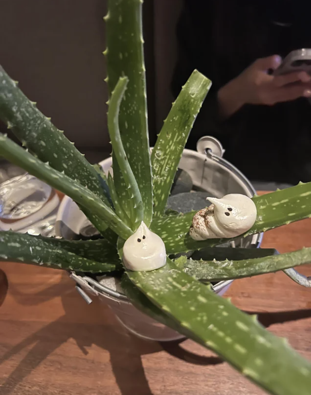 Aloe vera plant in a metal pot with two small white ghost-shaped decorations on its leaves. Person's hands holding a phone can be seen in the background