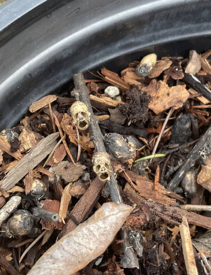 Two small hollow, cylindrical plant stems on a bed of mulch and twigs in a garden setting