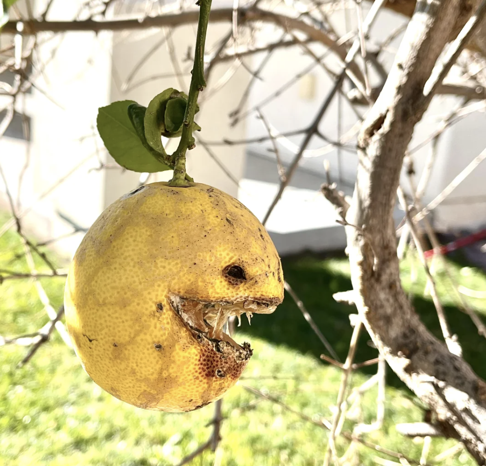 A lemon on a tree appears to have a face with sharp teeth due to natural blemishes and damage on the fruit