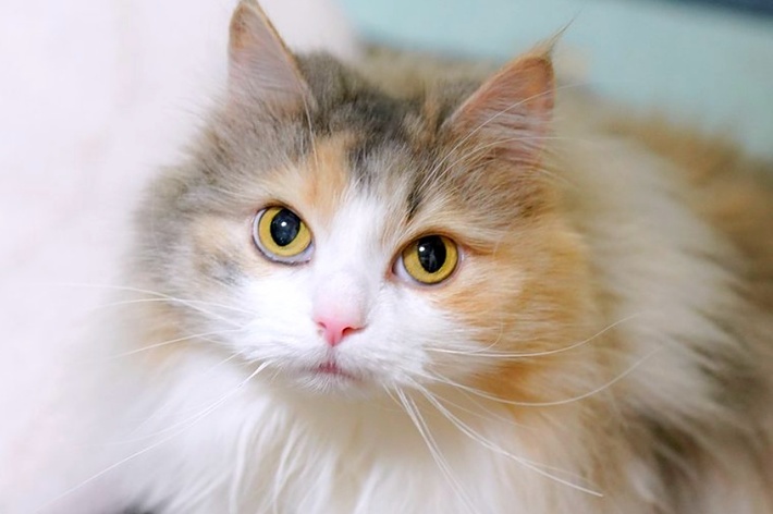 カメラを見つめるシルキーちゃん