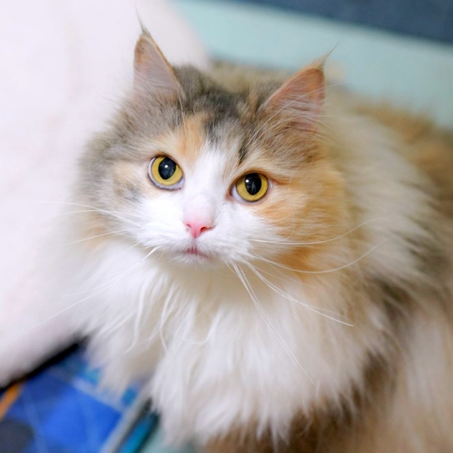 まん丸おめめが愛らしいノルウェージャンフォレストキャット