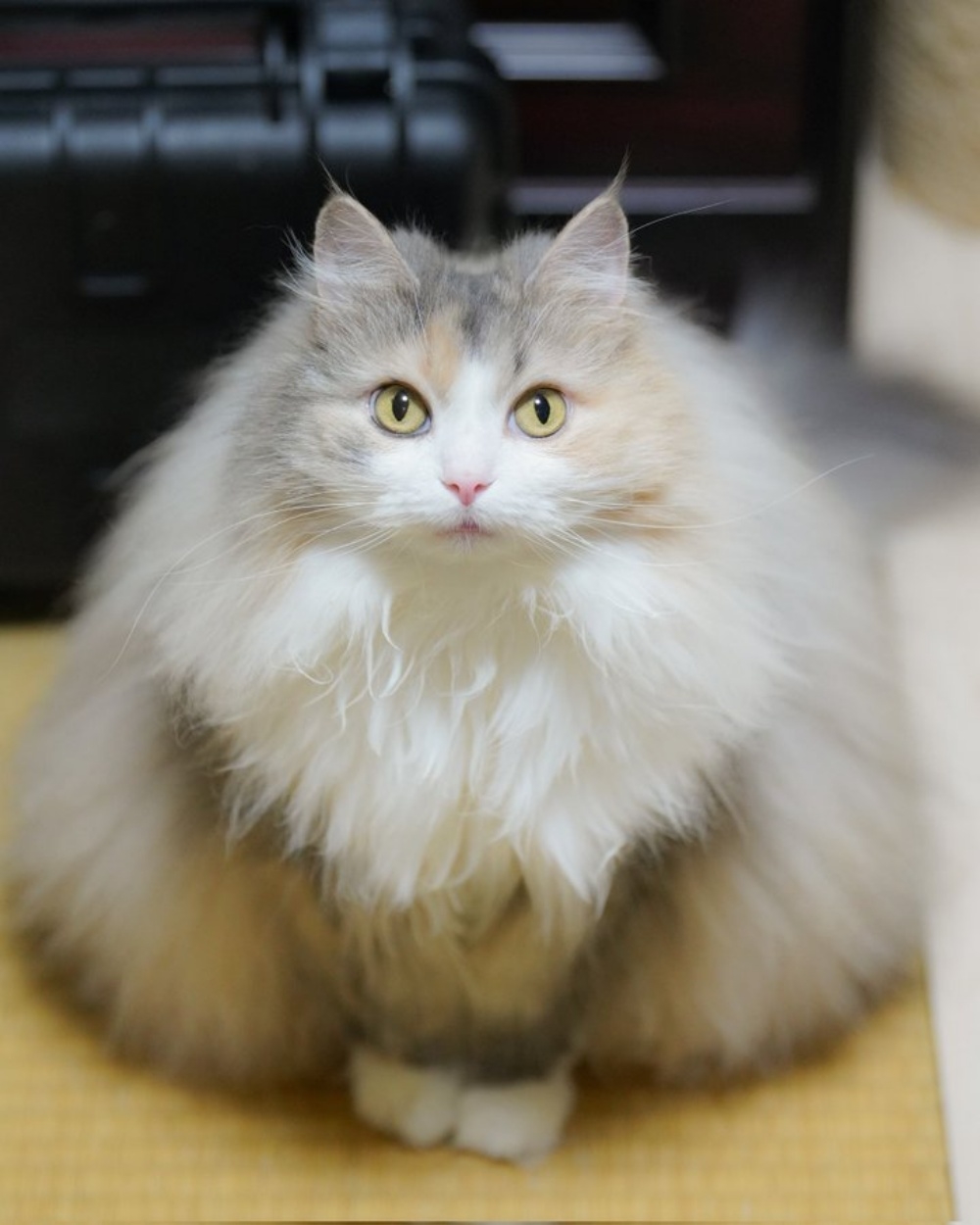 毛量が増えたノルウェージャンフォレストキャット