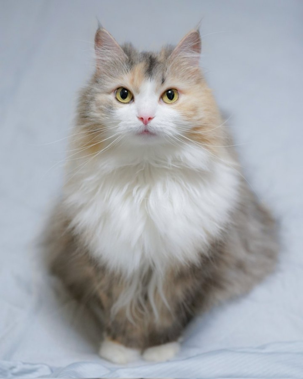 カメラを見つめるノルウェージャンフォレストキャット