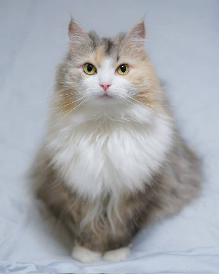 カメラを見つめるノルウェージャンフォレストキャット