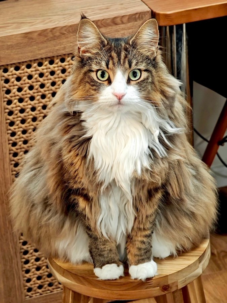 椅子の上に座るノルウェージャンフォレストキャット