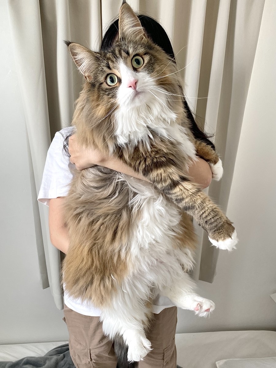 飼い主さんに抱っこされるノルウェージャンフォレストキャット