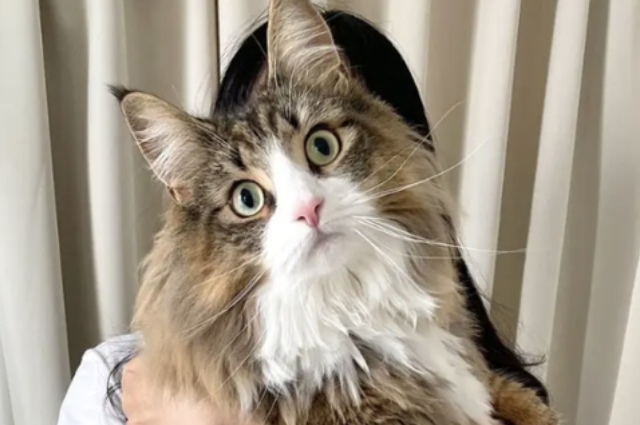 カメラを見つめるしろあんちゃん