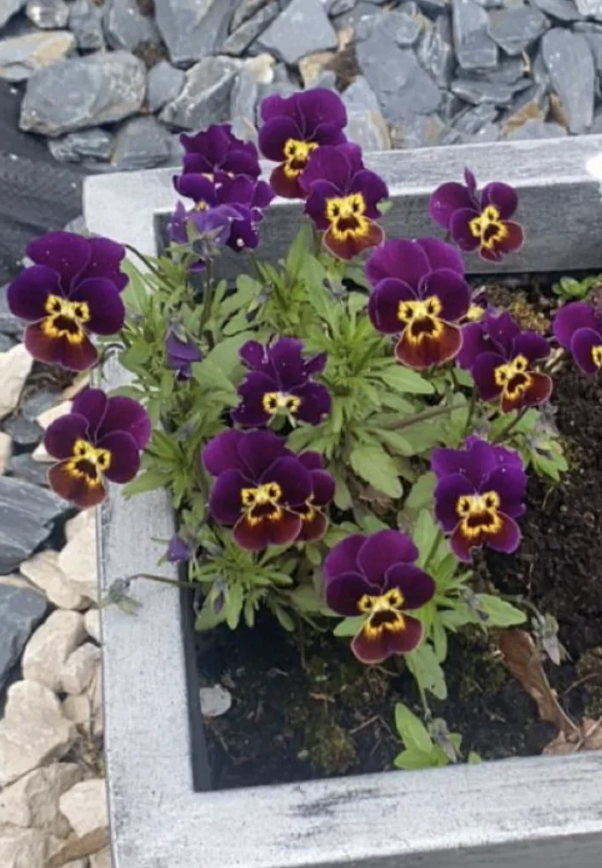 A small flowerbed with vibrant pansies blooming, surrounded by stones and a concrete border