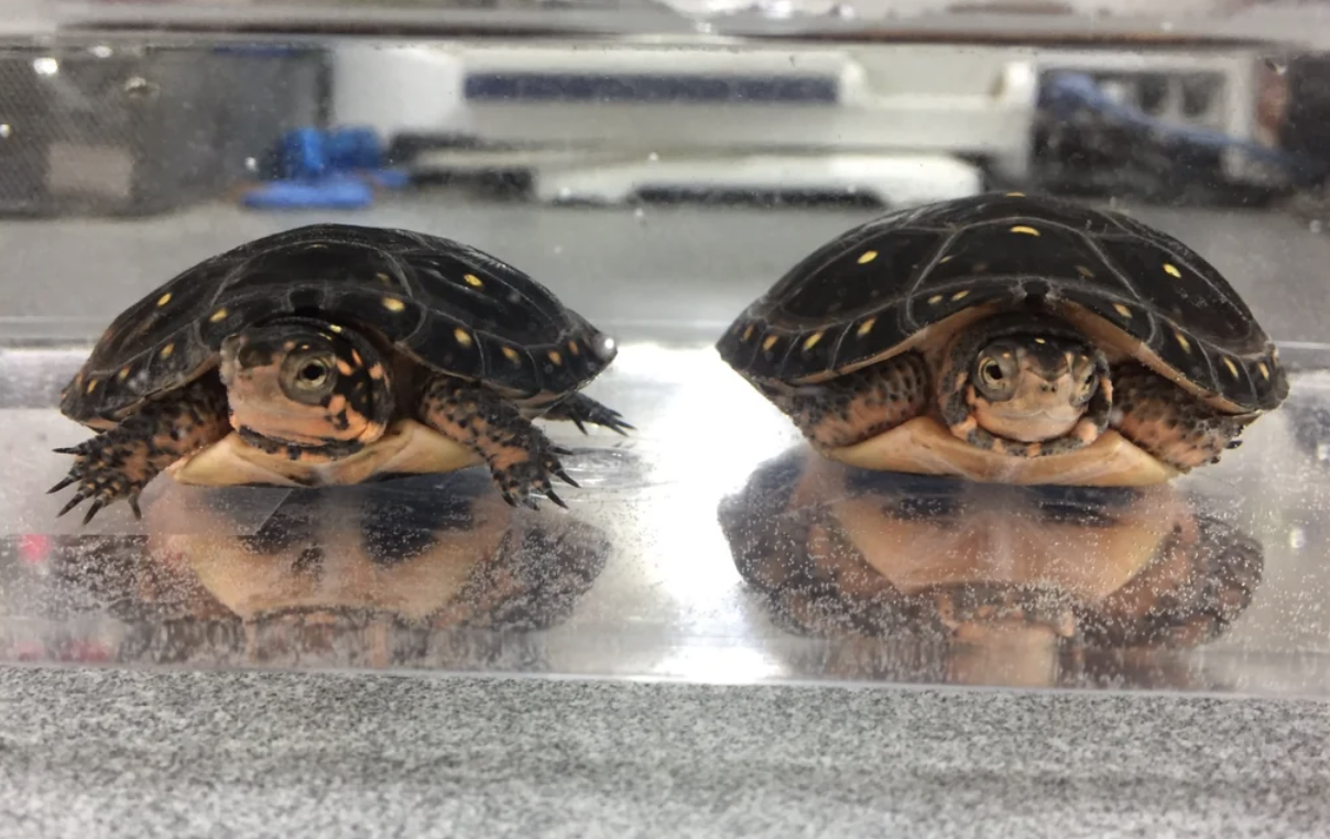 Two small turtles are side by side on a clear surface, reflecting their images