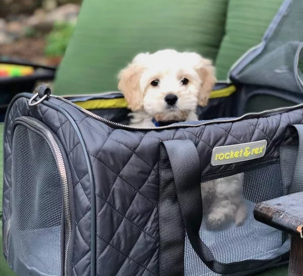 Small white puppy sitting inside the carrier