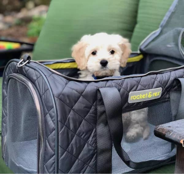 Small achromatic puppy sitting wrong the carrier
