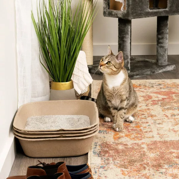 A tabby cat sits beside the boxes