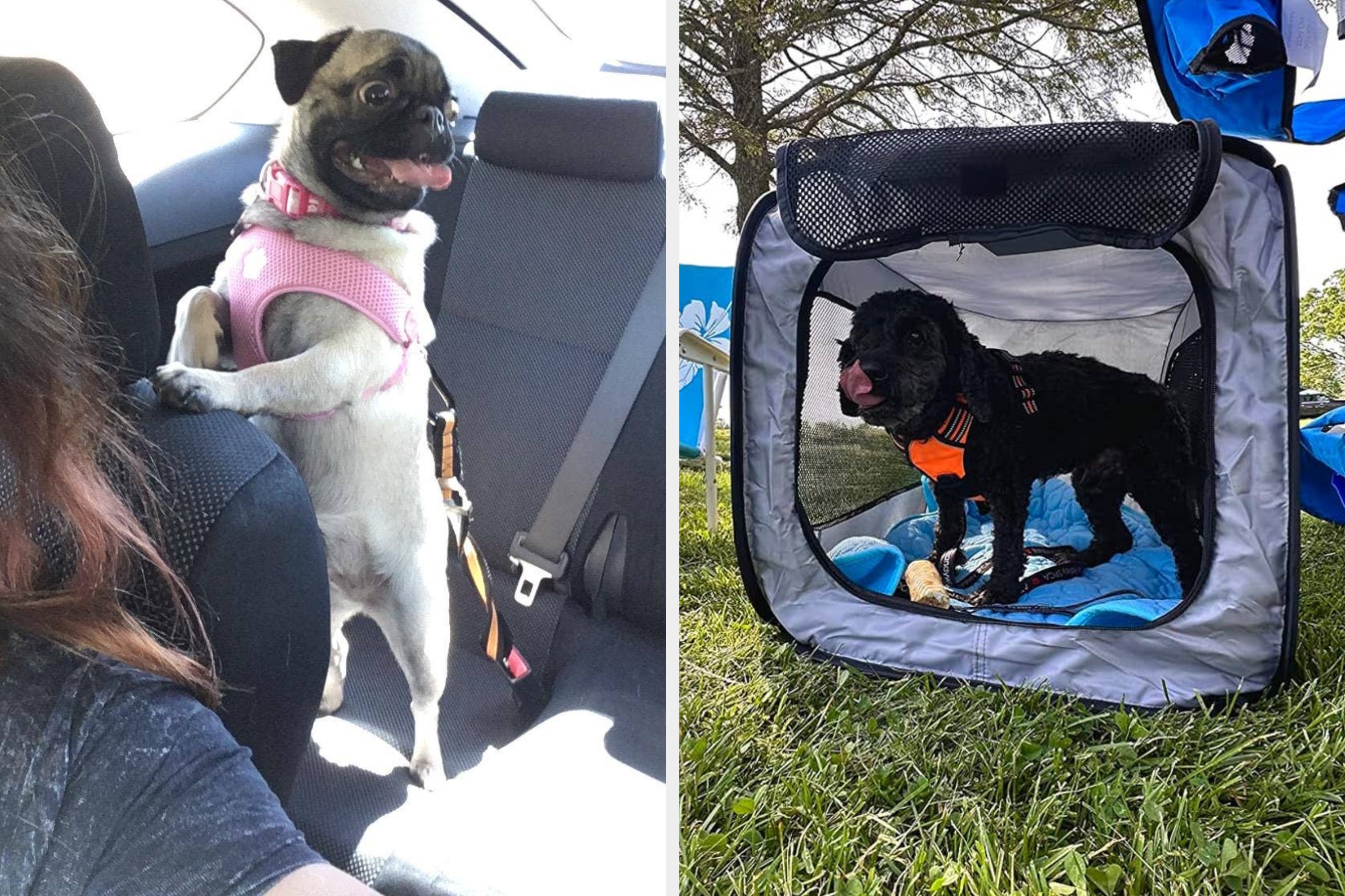 17 Useful Products For Anyone Who Plans To Take Their Dog With Them To As Many Places As Possible This Summer