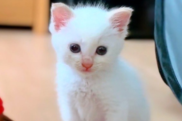 子猫時代のめろちゃん