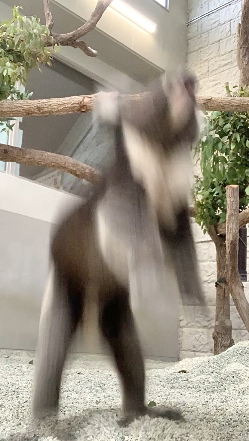 着地しただいちくん