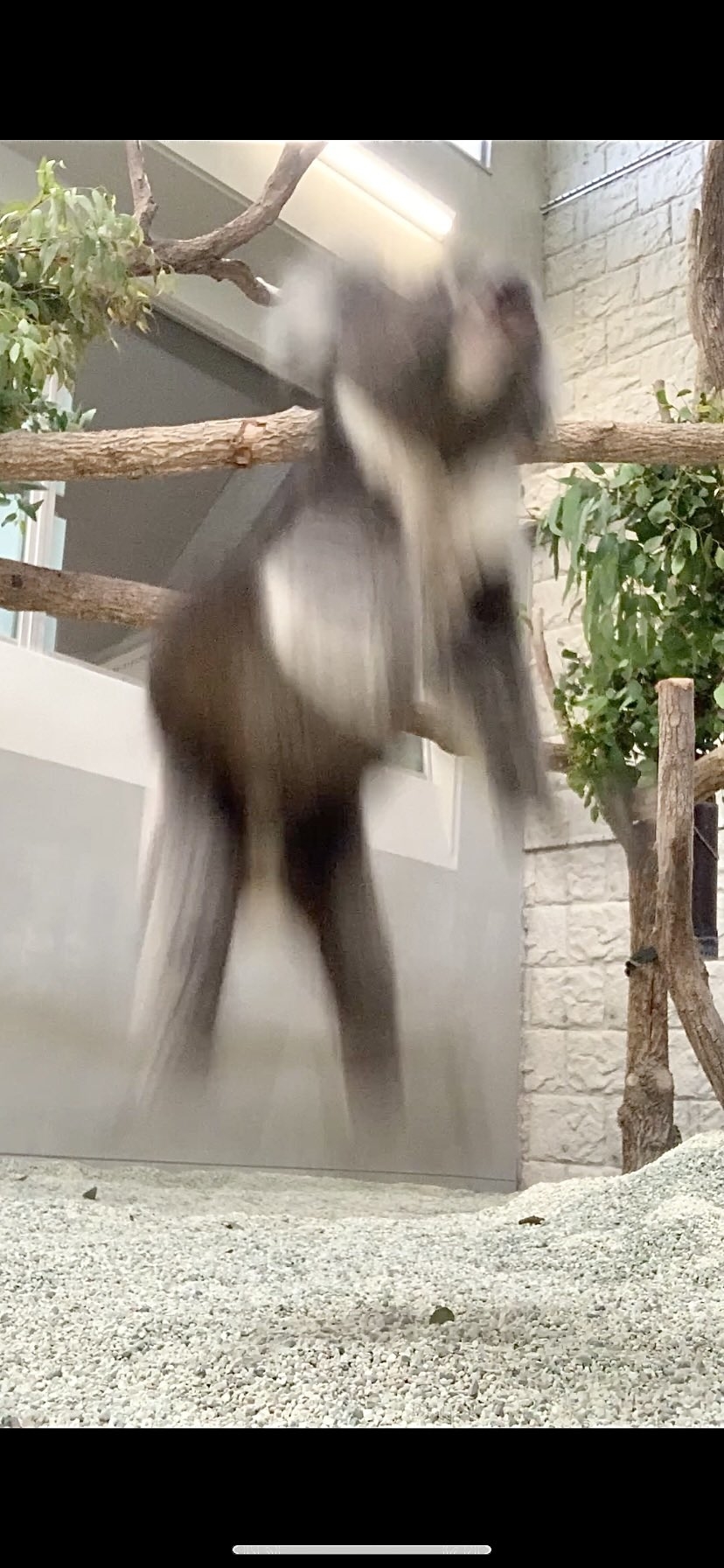 飛び降りて少し地面に近づいただいちくん