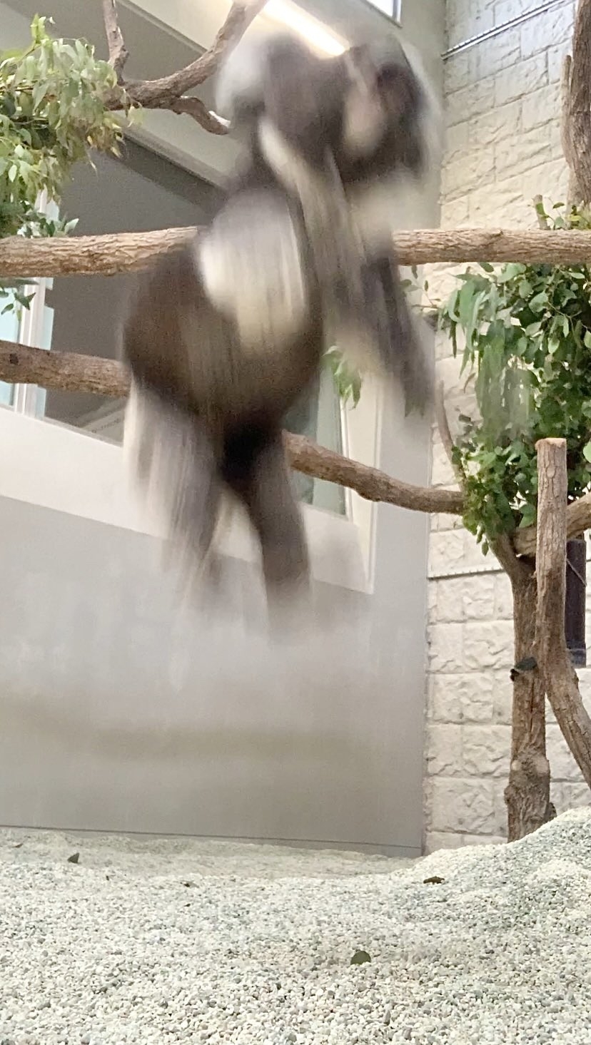 飛び降りただいちくん